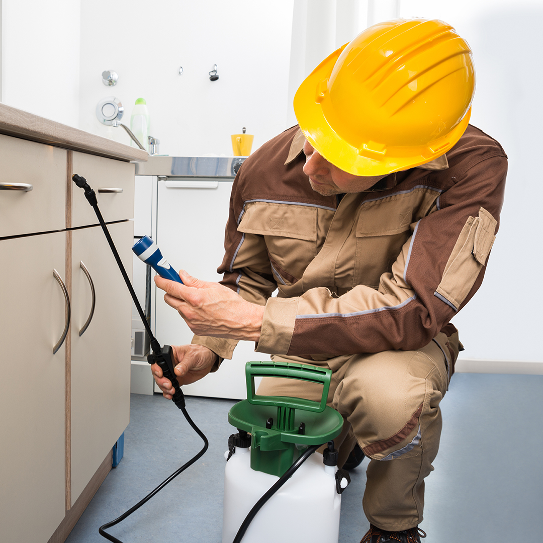 pest controll worker preparing cabinets