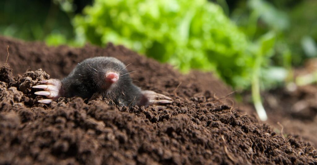Mole peeking out of a hole