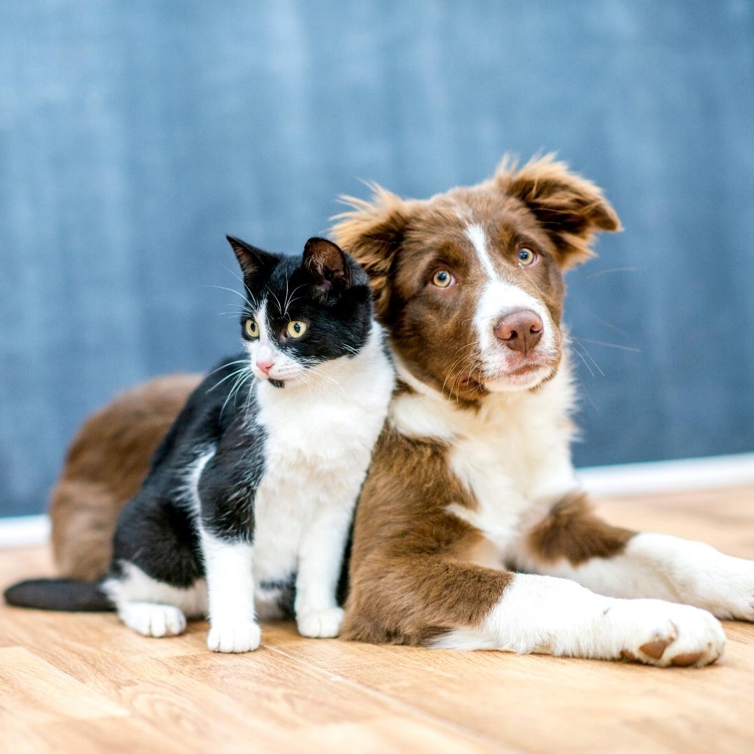 Cat and dog