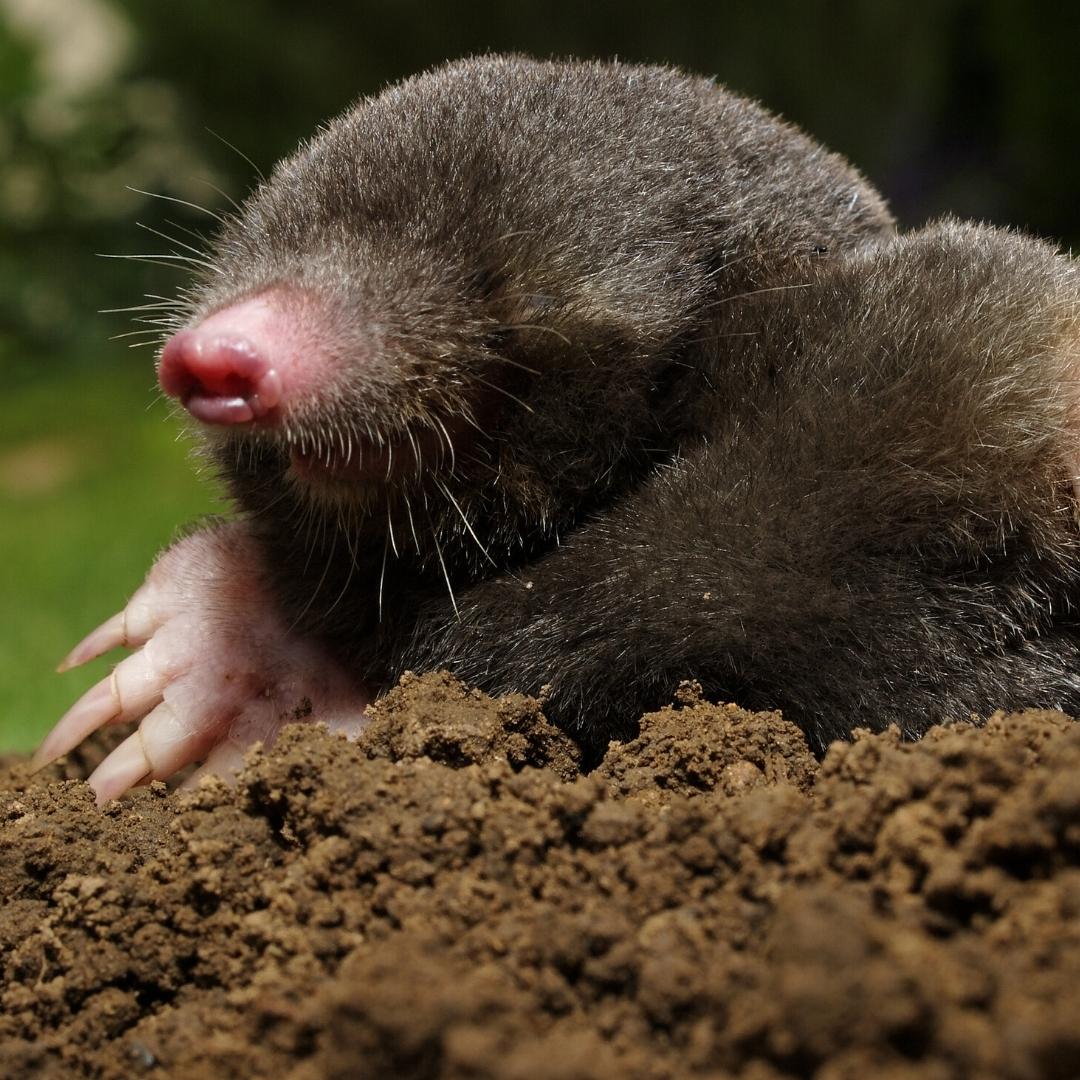 Mole in a hole