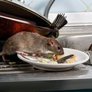 img of a rat