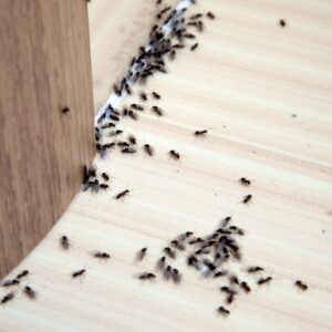 img of ants