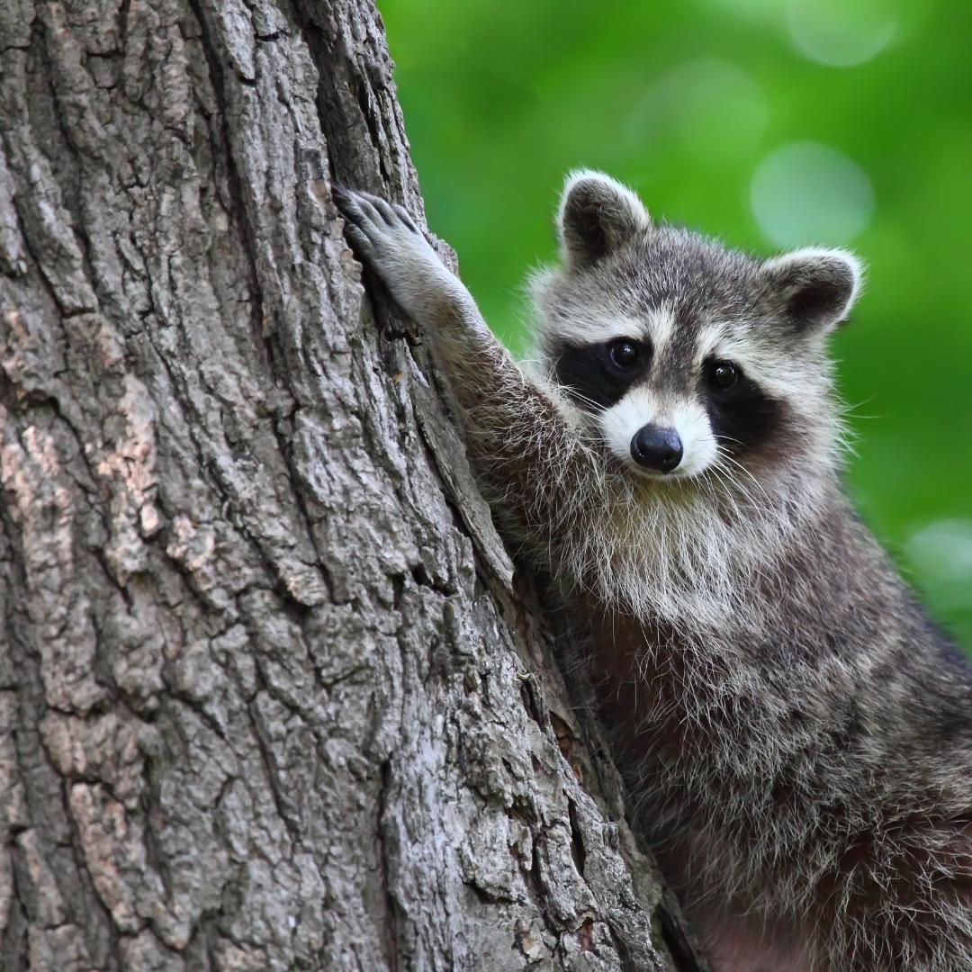 Raccoon in tree