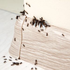 img of ants in a house