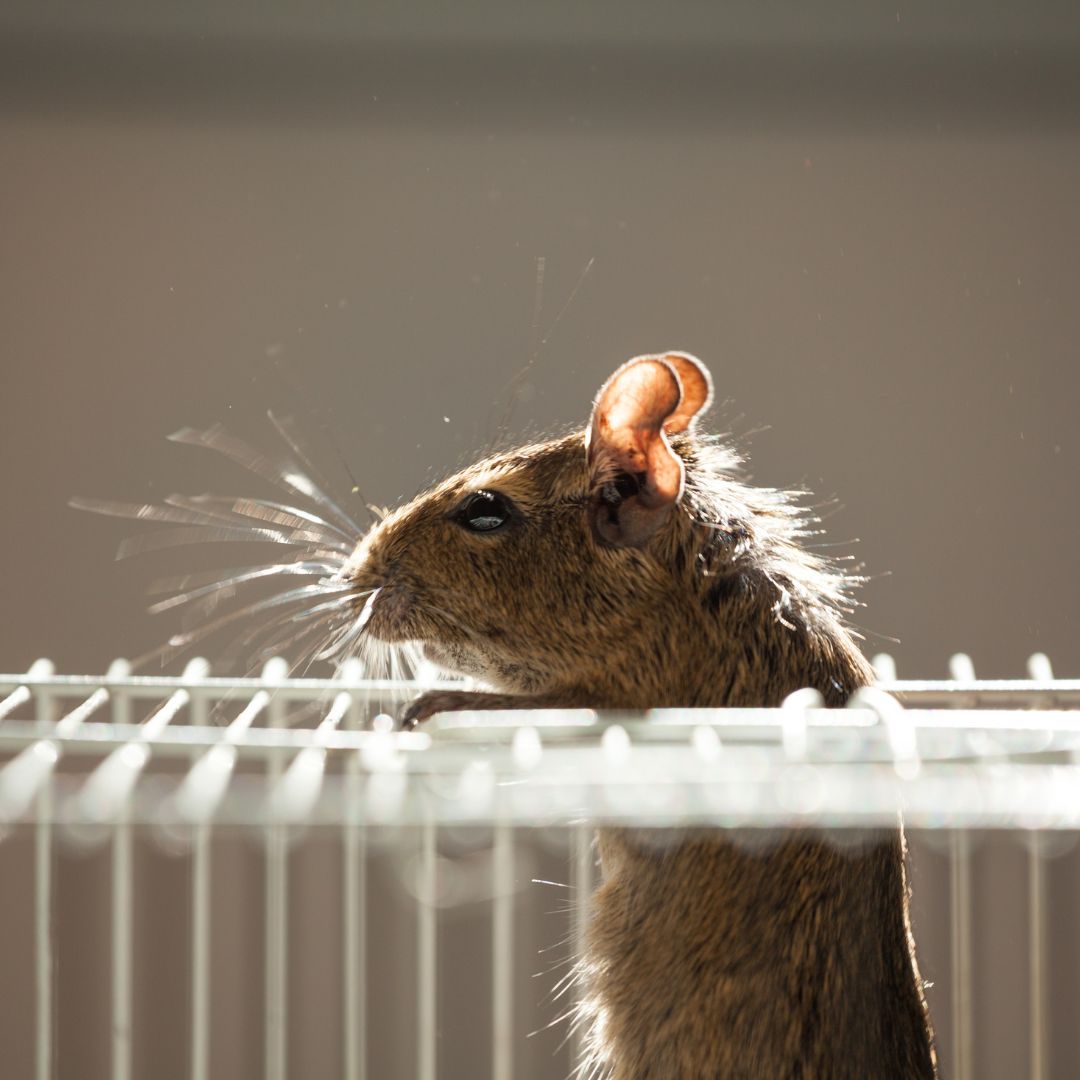 Rodent in home