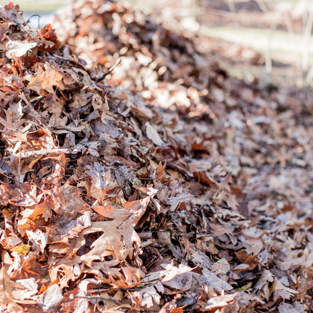 Leaf pile