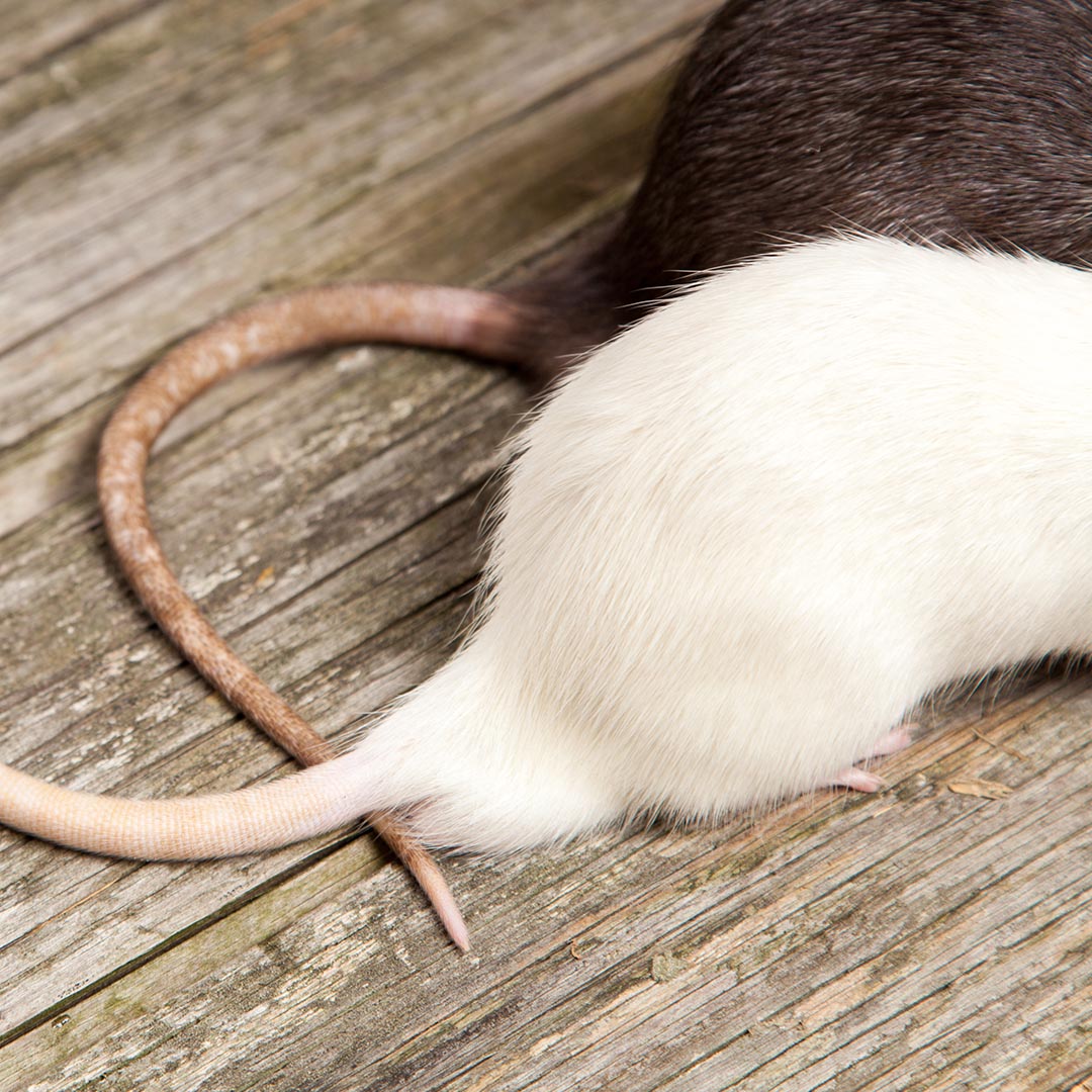 Two mice on wood floor