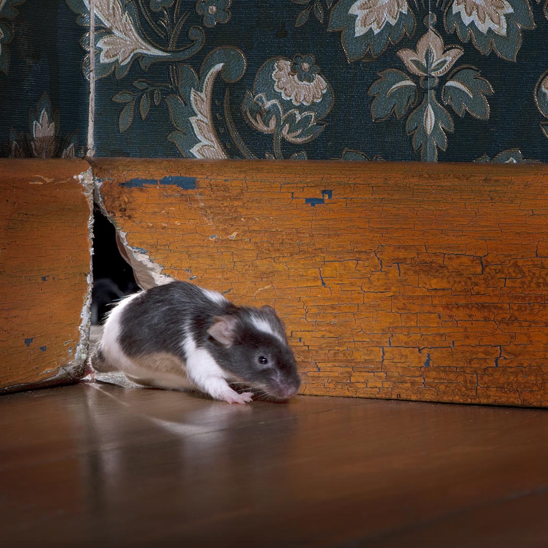 Mouse entering house through hole in the wall