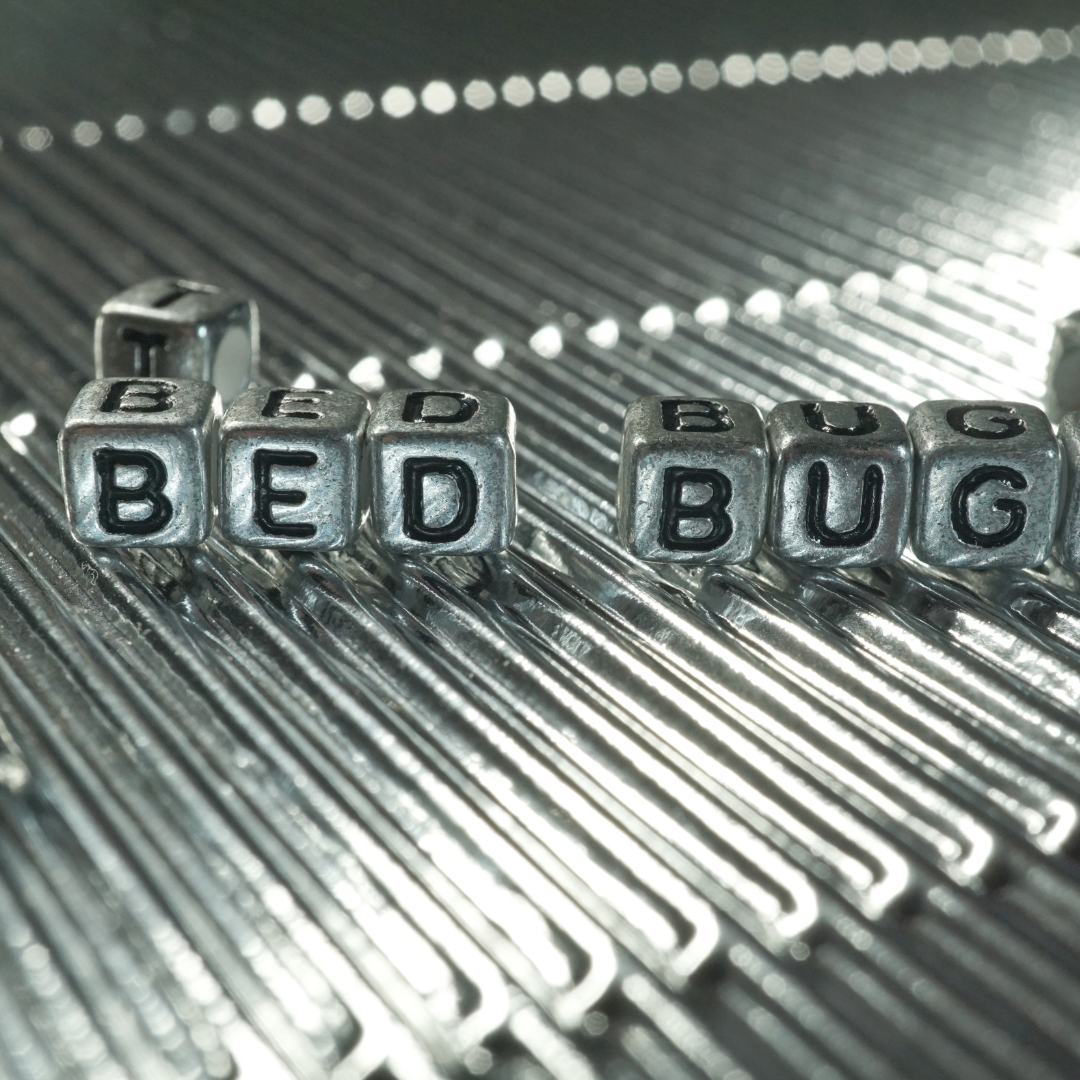 Bed bug