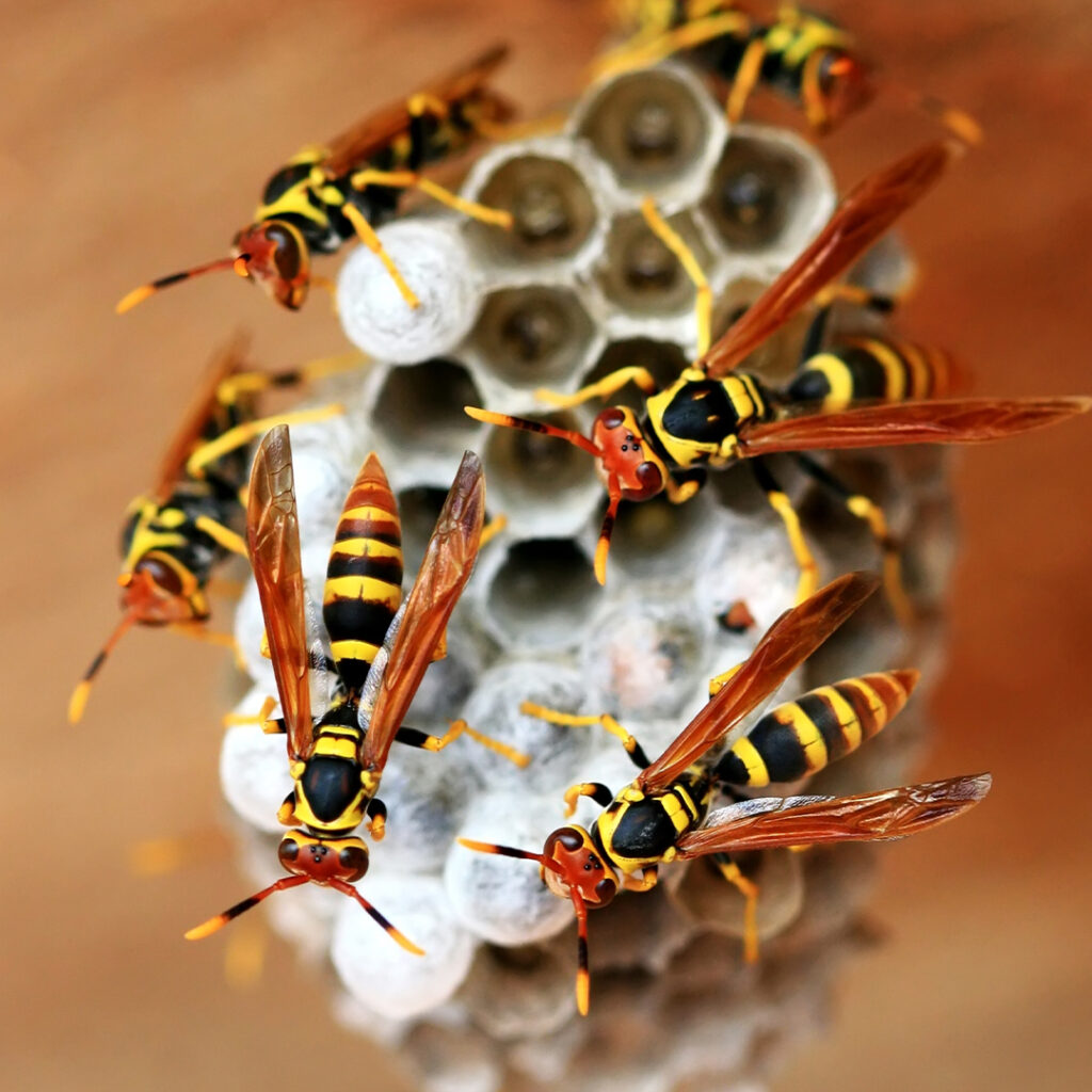 wasp nest