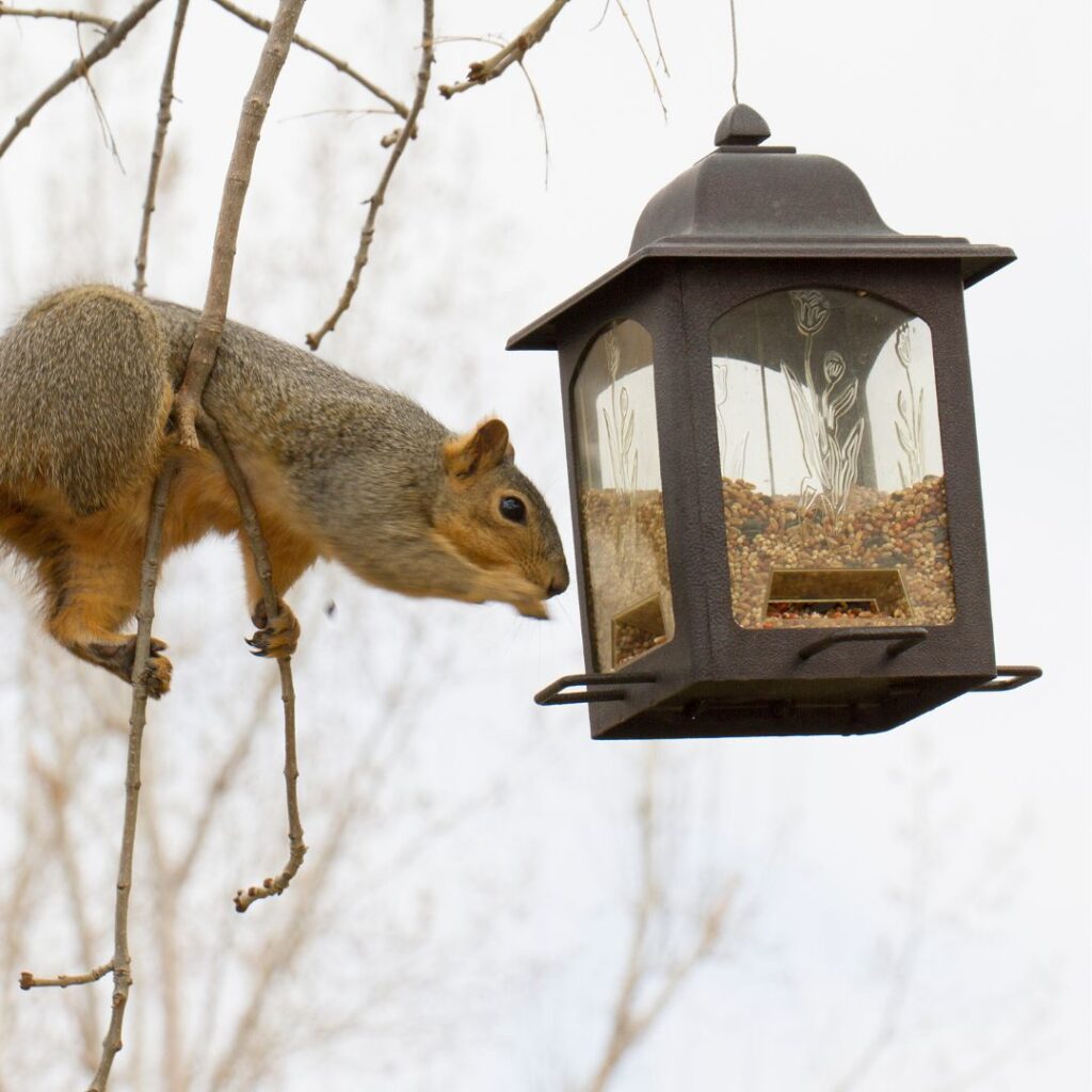 squirrel at bird feeder