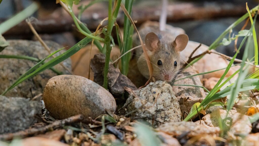 4 Risks of Not Taking Rodent Control Seriously
