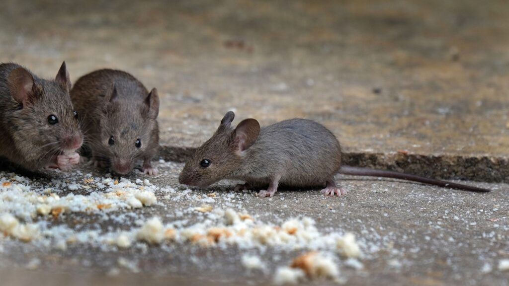 4 Signs You Have a Mice Infestation Problem in Your Home