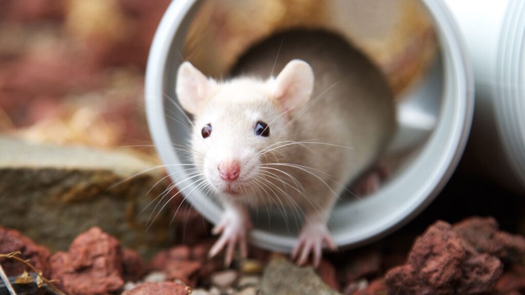 4 Ways To Keep Rodents Out of Your Home