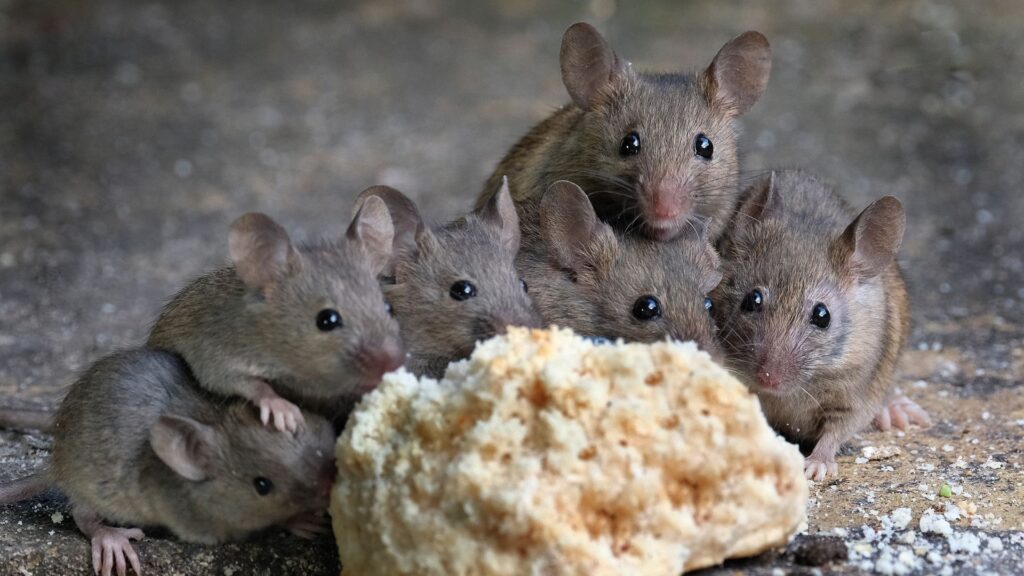How To Identify the Most Common Mice