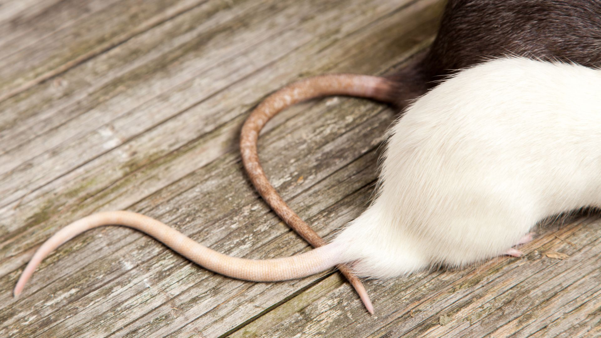 The Benefits of Hiring a Professional Mouse Control Service