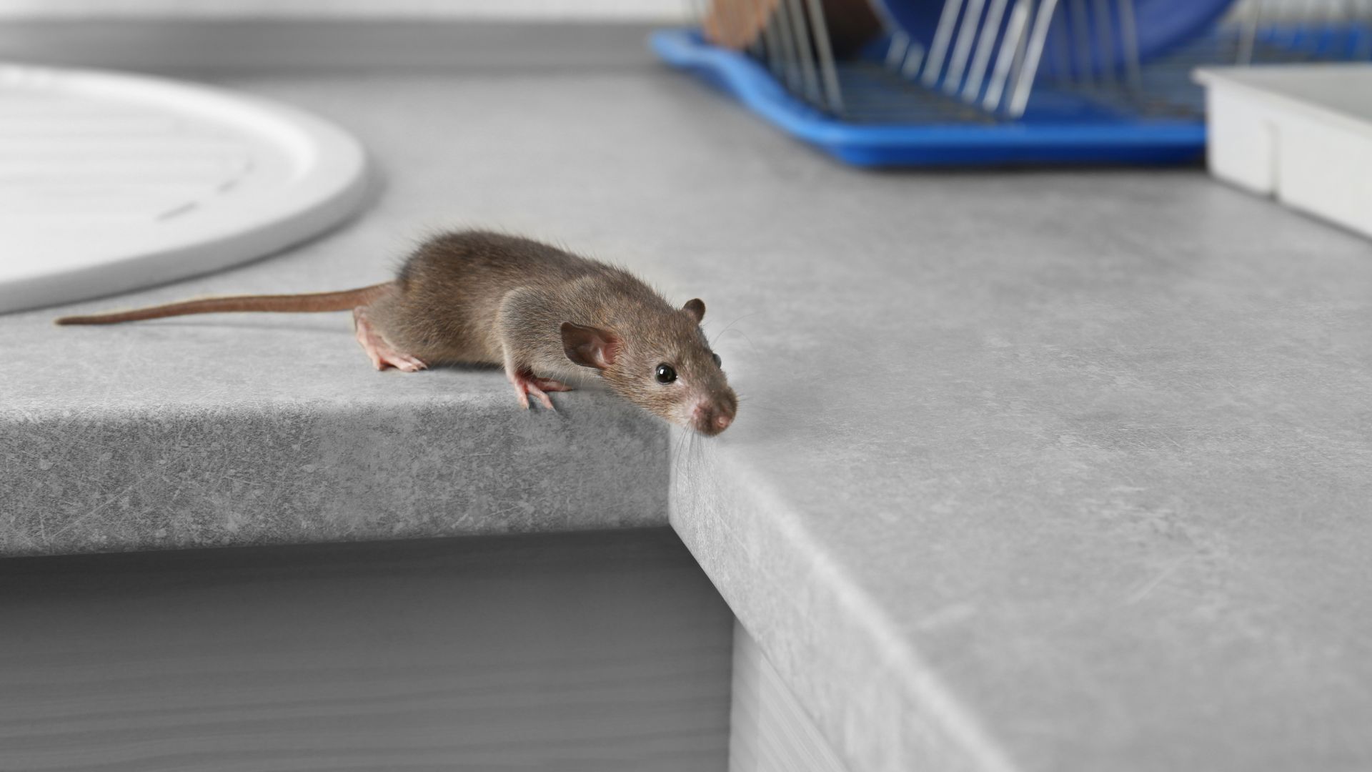 Tips To Protect Your Home from Mice