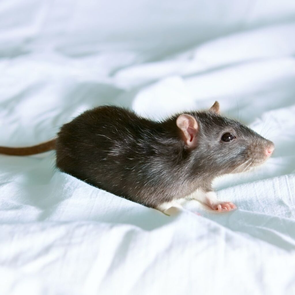 mouse on bedsheets