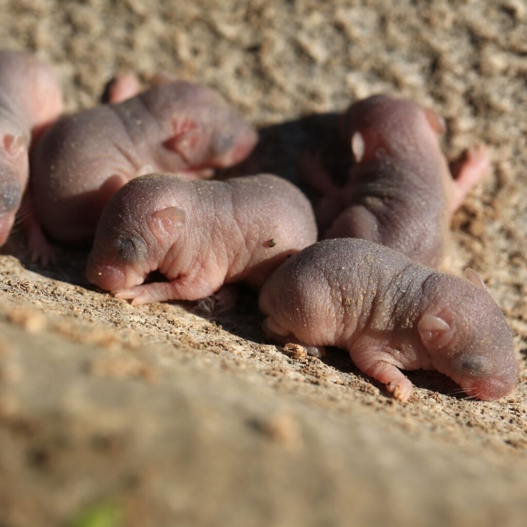 mouse babies