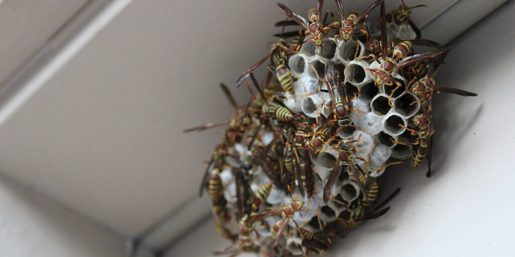wasp nest