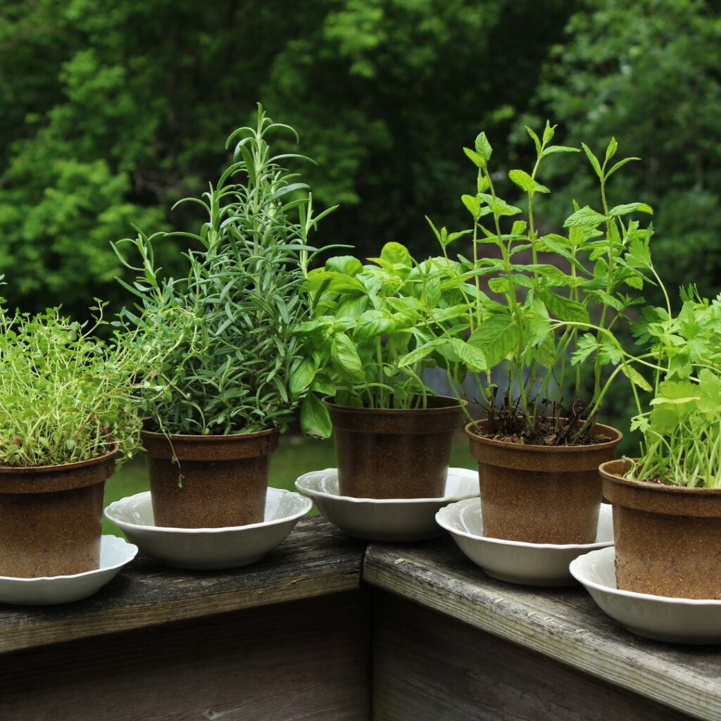planted herbs