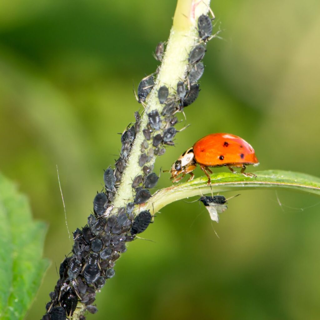 ladybug and aphids on branch