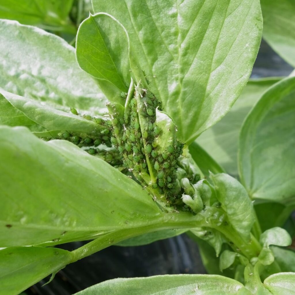 aphids on plant