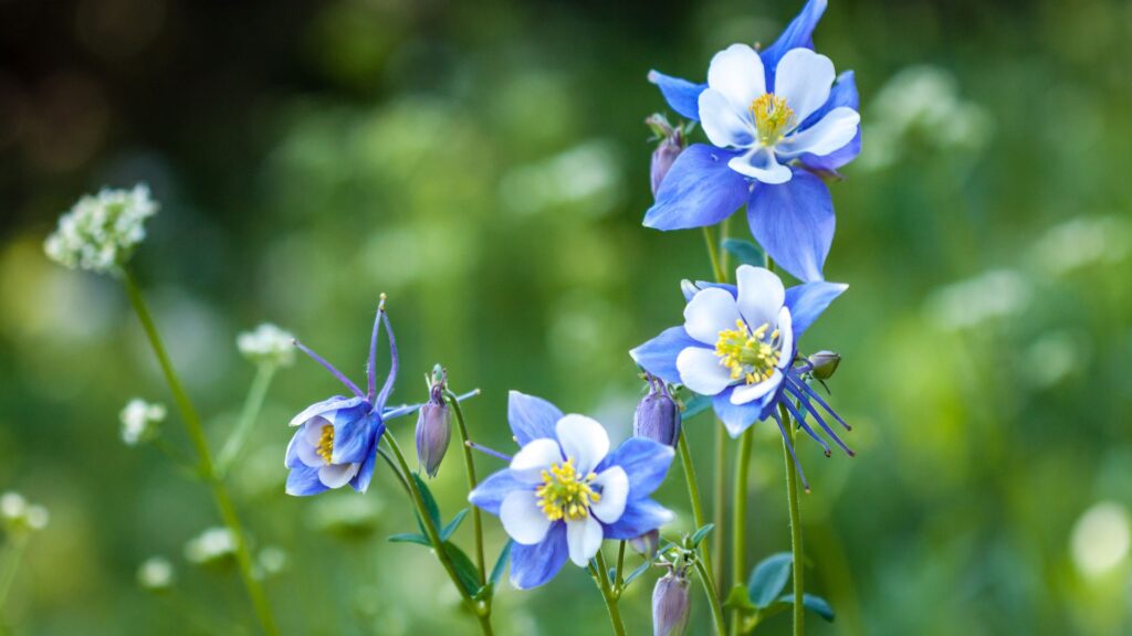 Columbine flowers