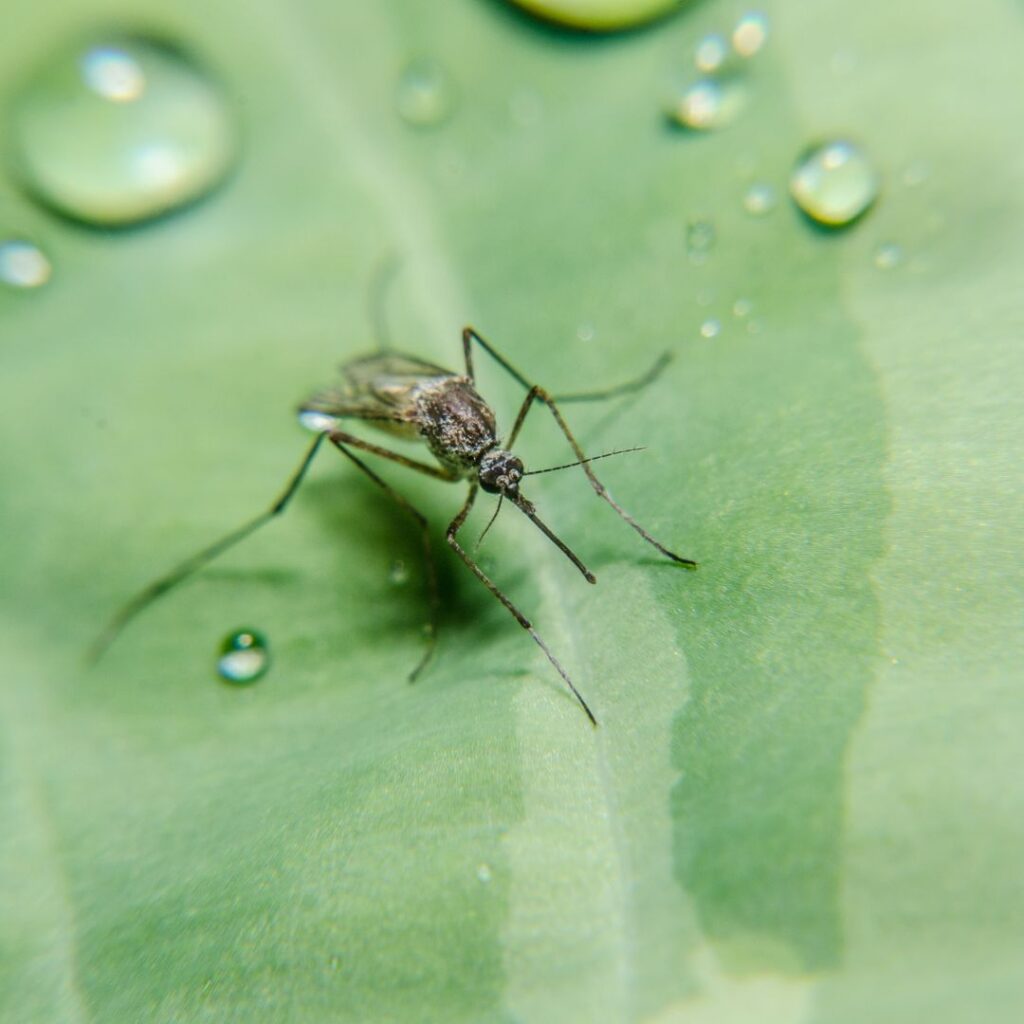 mosquito on leaf