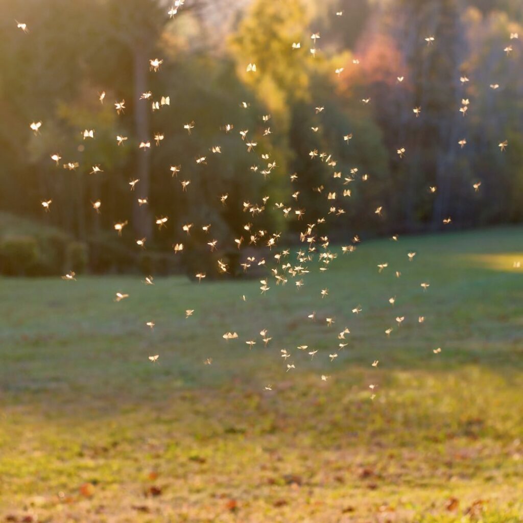cloud of mosquitoes