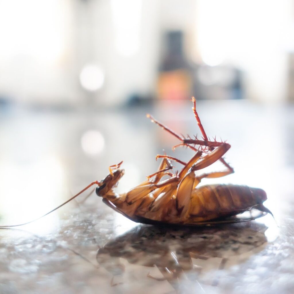 roach on office floor