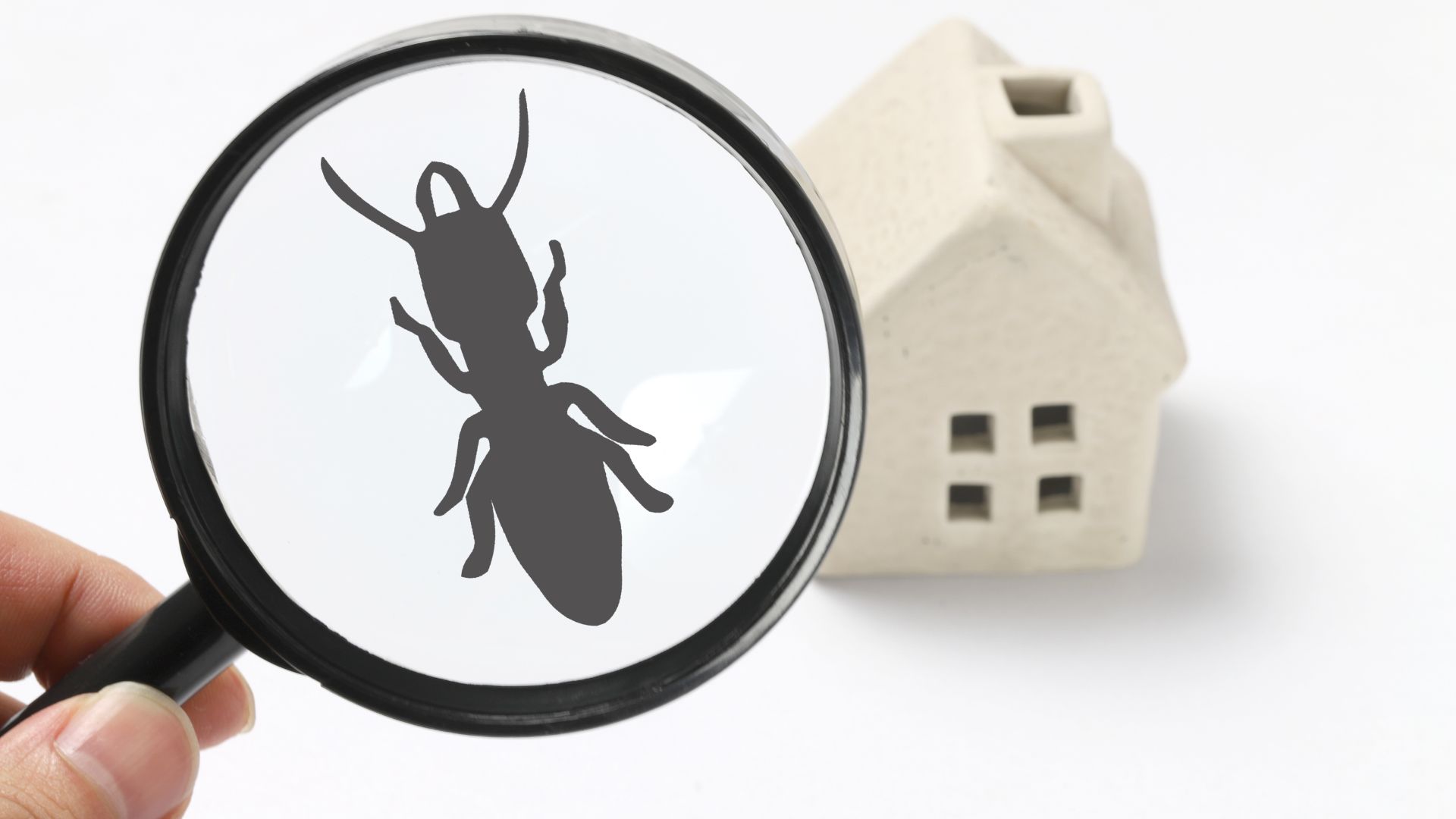 magnifying glass and model house with pest