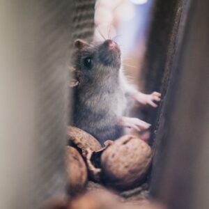rodent in wall