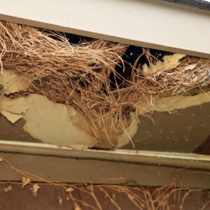 roof damage where pests have access