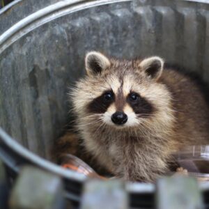 raccoon in trash bin