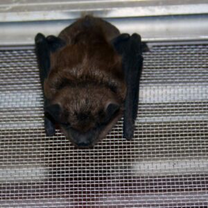 small Colorado brown bat
