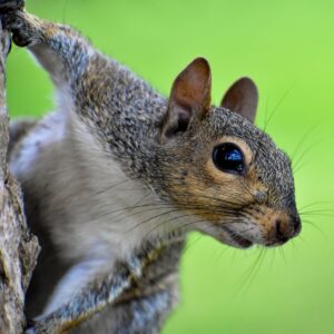 Colorado squirrel 
