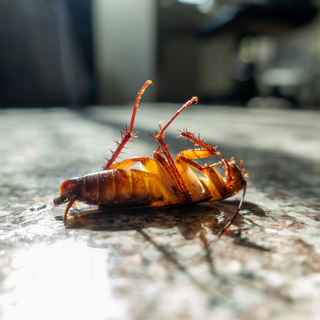 Bug in a house.