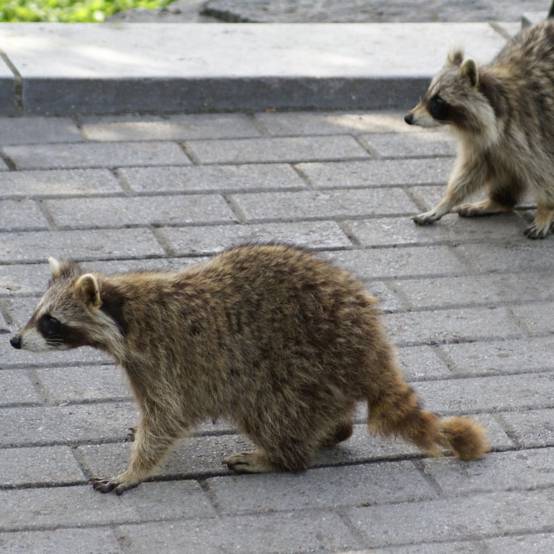 raccoons are common pests in colorado