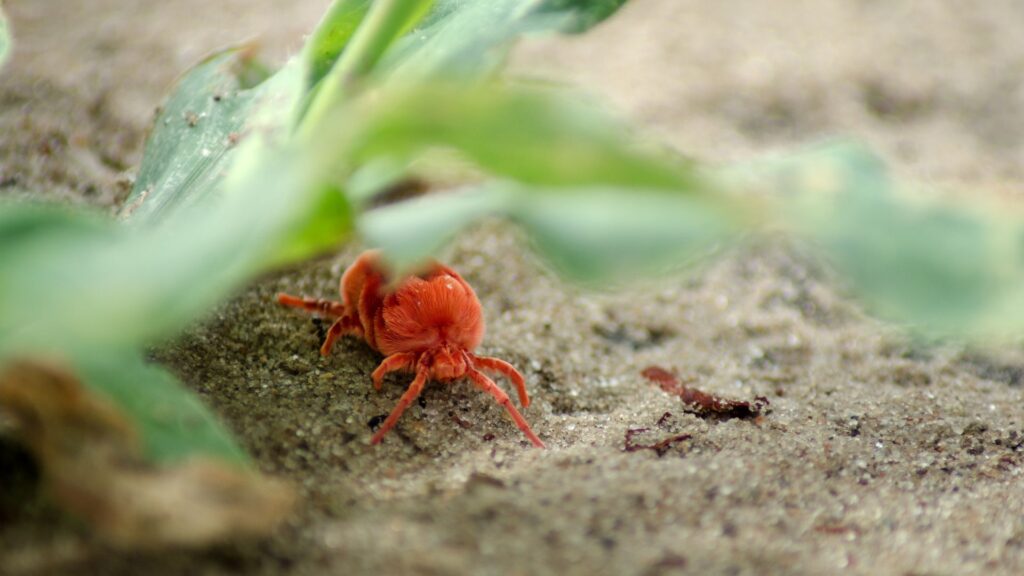 clover mite