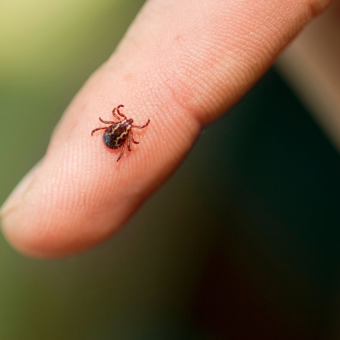 tick on finger