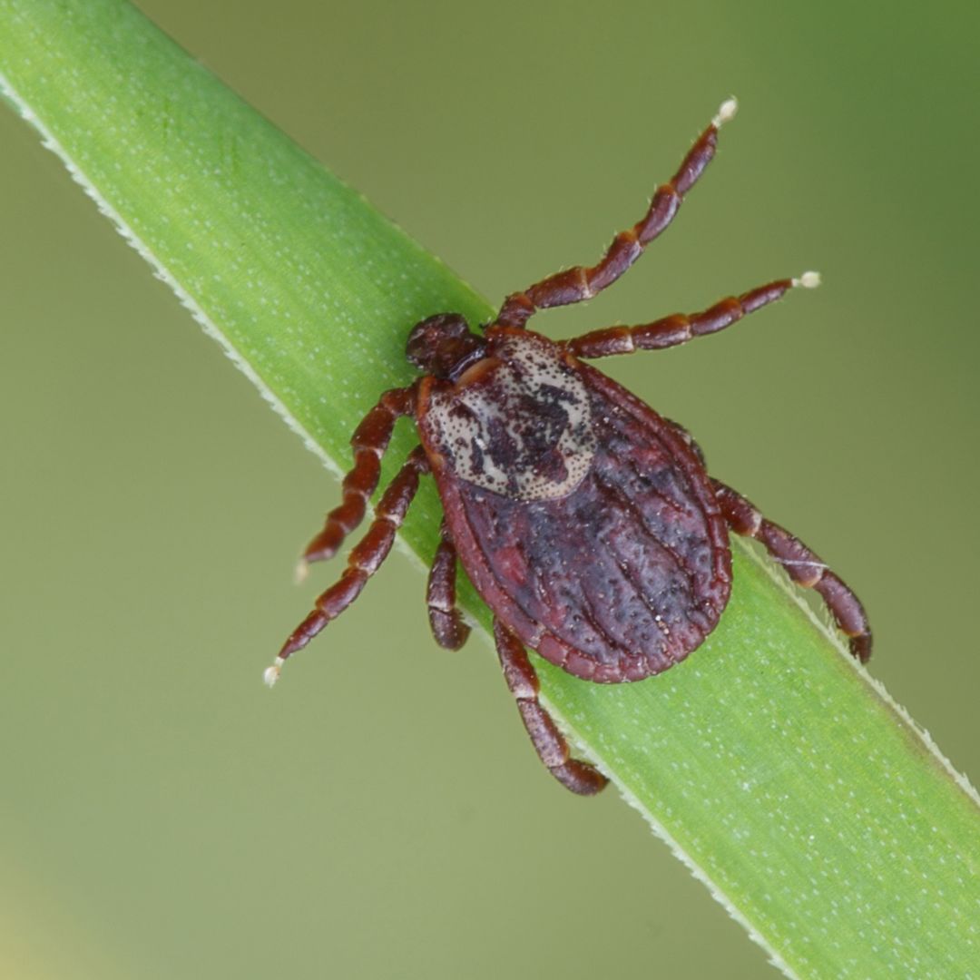 tick on grass