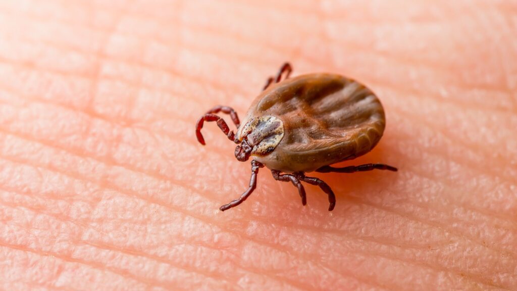 tick on skin