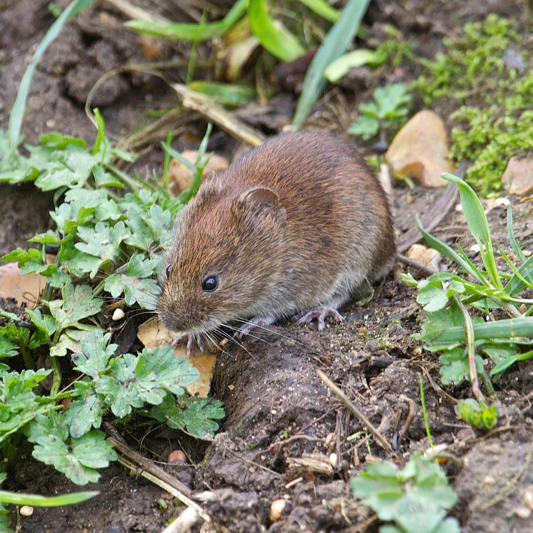 vole