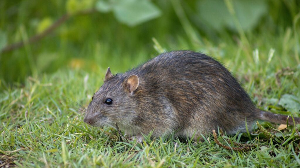 vole in field