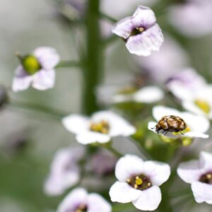 photo of carpet beetle