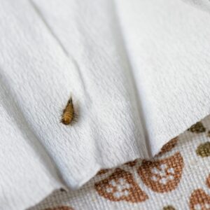 photo of carpet beetle
