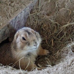 photo of gopher