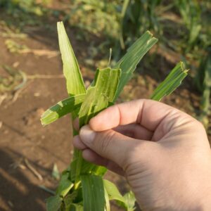 photo of crop damage