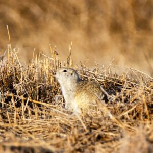 photo of prairie dog